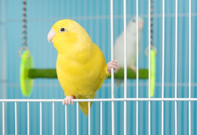 For New Pet Owners: Go With Powder-Coated Steel for Basic Safety and Affordability