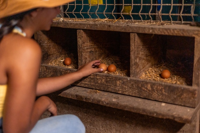 Choose Models With Egg Trays or Roll-Out Designs to Protect Freshly Laid Eggs