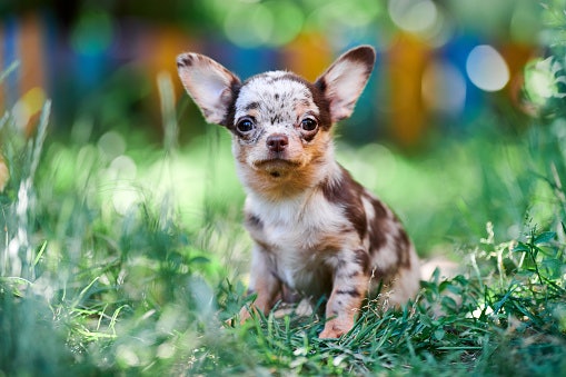 Small Breeds Benefit from Energy-Boosting Supplements