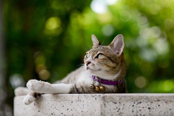 Cat Collars With Bells Help Alert Potential Preys