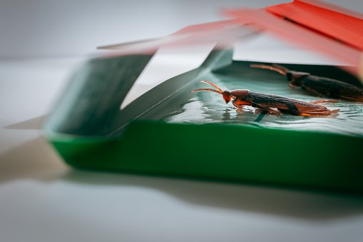 Traps and Sticky Boards: For Monitoring and Mild Infestations