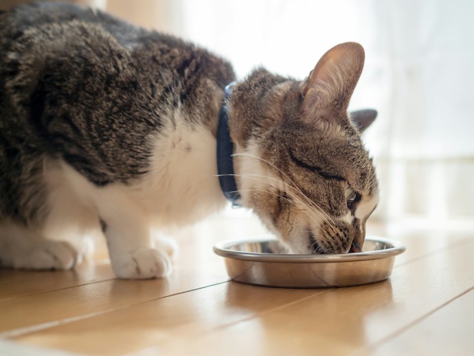 For Adult Cats (1–7 Years): Maintenance Cat Food Formula