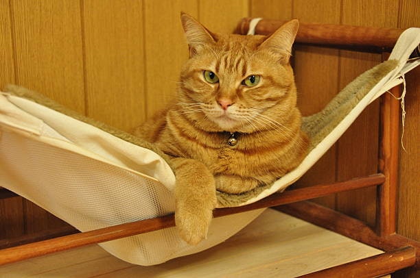 Go for Ventilated Hammocks With Open Sides to Improve Airflow