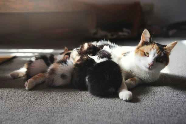 For Kittens Under 8 Weeks: Nursing or Weaning Cat Food