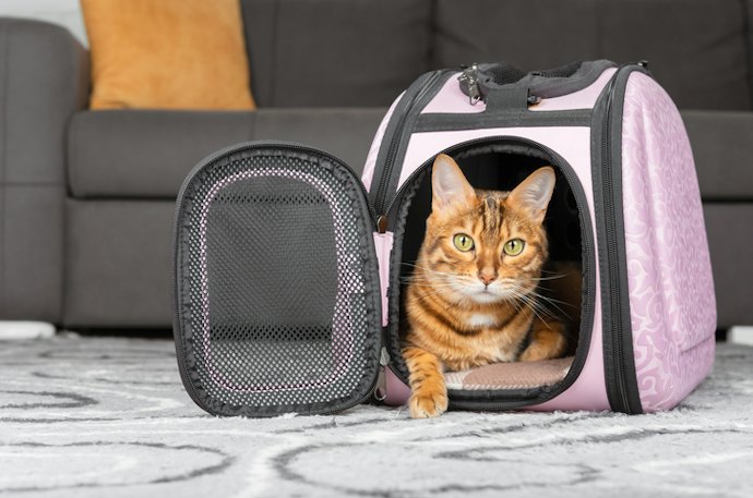 For Vet Visits and Travel: Consider Portable Cages