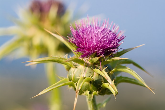 Silymarin (Milk Thistle) Protects the Liver From Damage