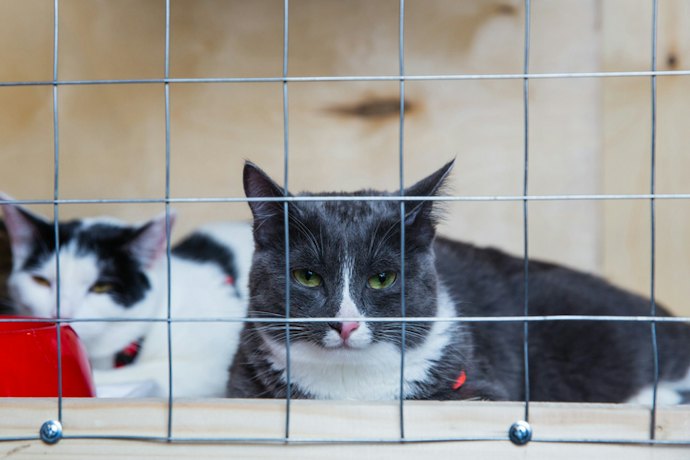Opt for Medium to Large Cages for Adult Cats or for Daily Use