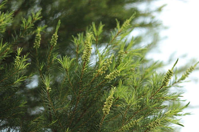 Tea Tree Oil Fights Acne-Causing Bacteria