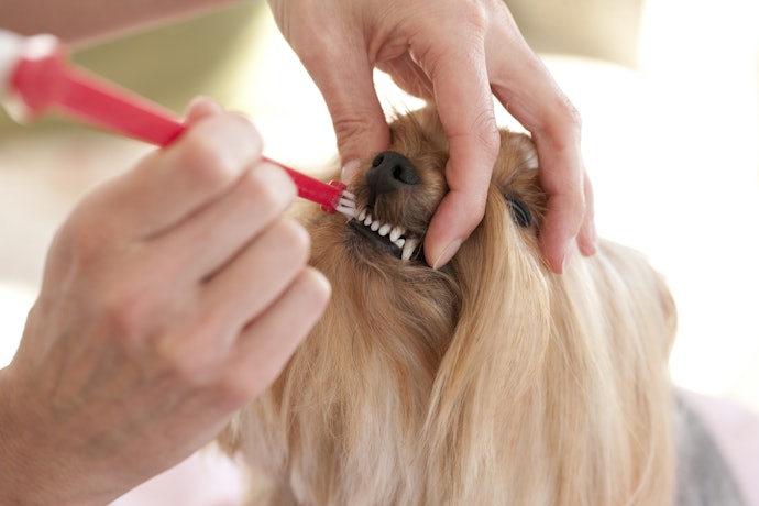 Dental-Care Essentials for Your Pet’s Good Oral Hygiene