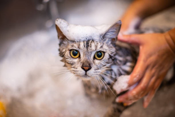 Spray or Shampoo: For Supplemental Relief, Not Standalone Use