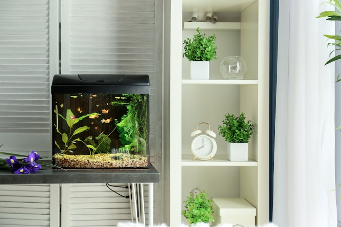 For Beginners: Start With at Least a 10-Gallon Tank