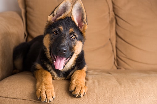 Large Breeds Need a Balanced Calcium-to-Phosphorus Ratio for Joint Health