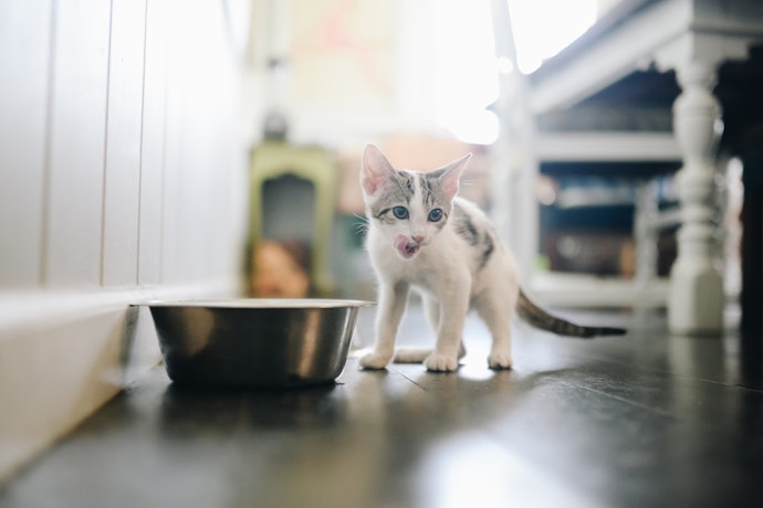 High Protein Cat Food for Kittens