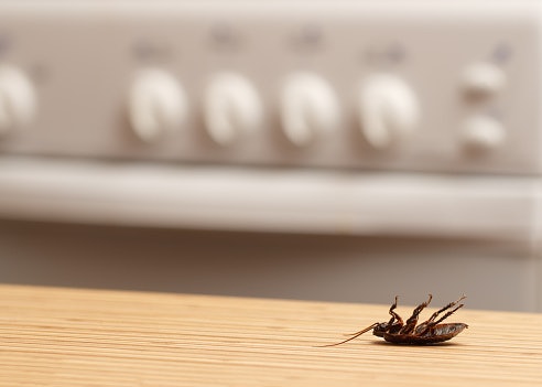For Kitchens and Dining Areas: Opt for Odorless or Food-Safe Options