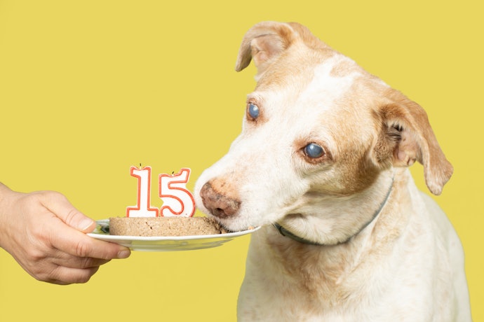 For Senior Dogs: Go for Soft, Easy-to-Digest Food With Joint and Immune Support