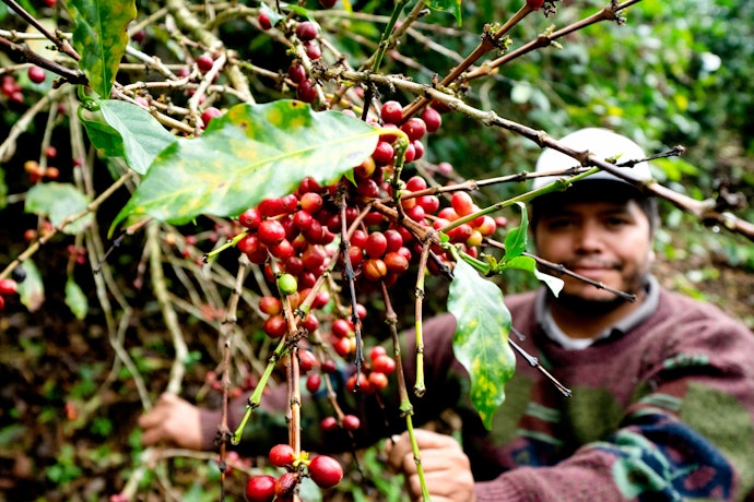 Africa: Stark Acidity With Fruity Notes