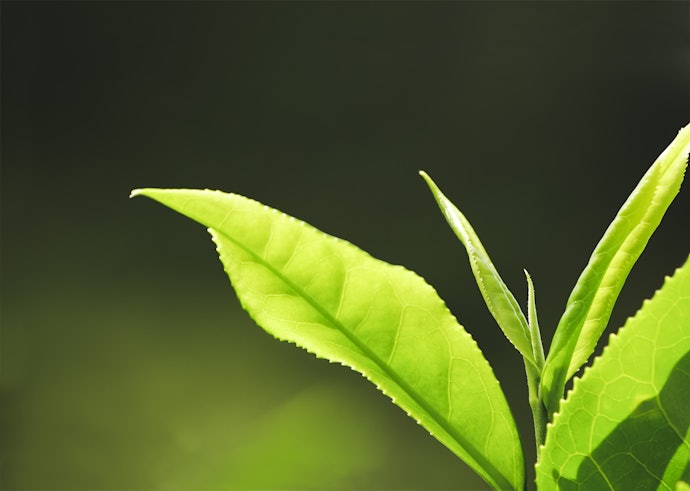 Zinc Chloride and Green Tea Extract to Deodorize Your Breath