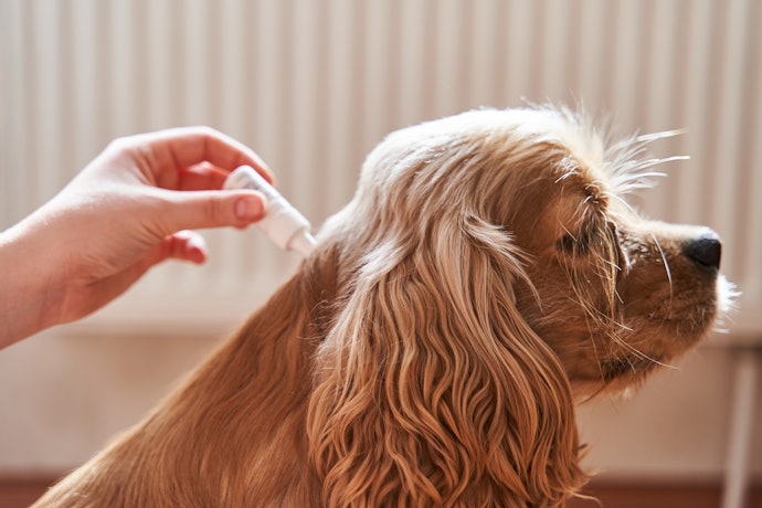 For Convenient Long-Term Protection: Opt for Spot-On Treatments