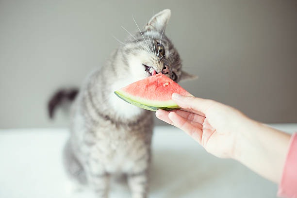 Vitamins C and E Boosts the Immune System