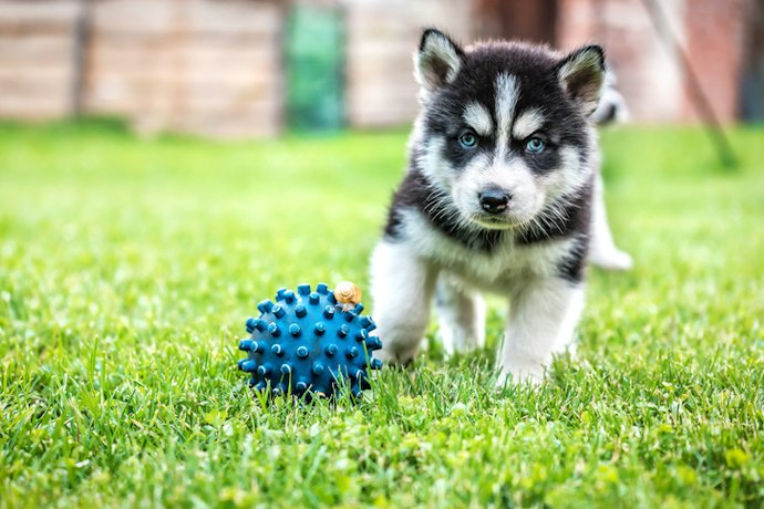 Puppies: Pick Growth-Focused Formulas With DHA and a Balanced Calcium-to-Phosphorus Ratio