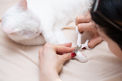 Scissor-Type Clippers Are Easy to Control and Good for Most Cats
