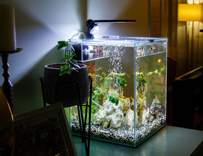 If You Prioritize Style and Clarity, Go for a Glass Tank