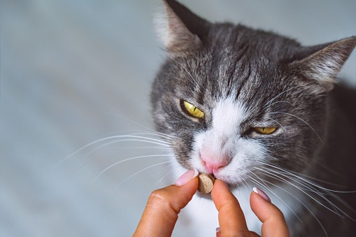 Chewable Tablets: A Tasty Option for Picky Eaters