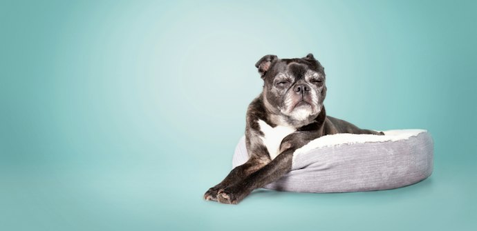For Puppies: Support Healthy GI Development With the Right Strains