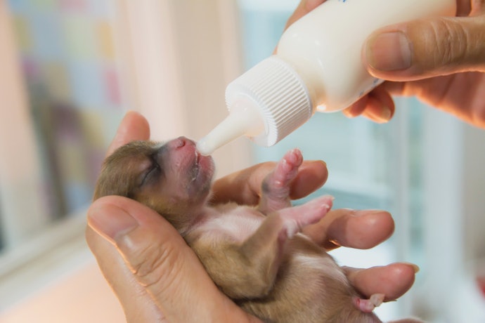 Go for Lactose-Free Formulas to Prevent Digestive Upset