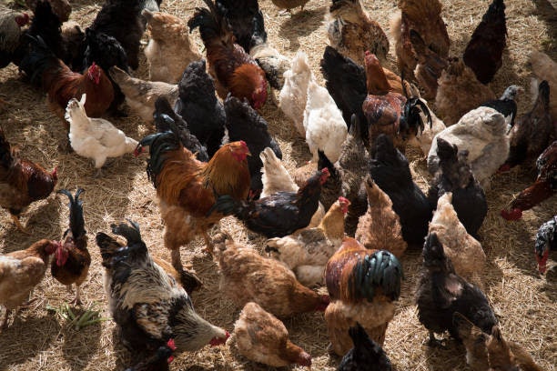 All-Flock or Maintenance Feed for Mixed Flocks: Sustains Health in Non-Laying or Multi-Age Birds