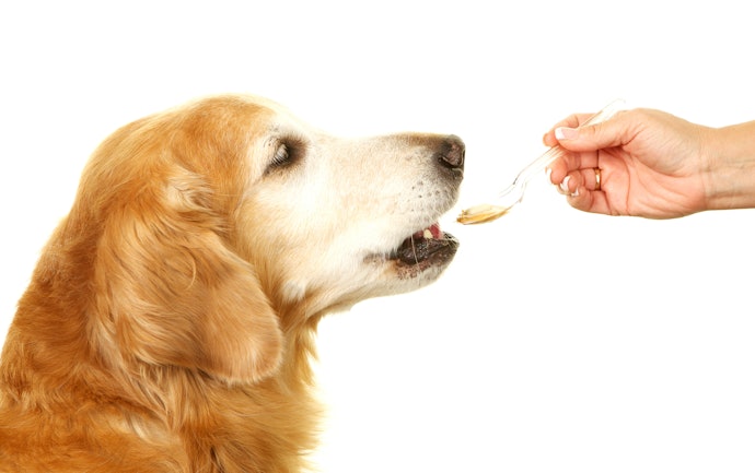 For Senior Dogs: Glucosamine, Chondroitin, and Antioxidants