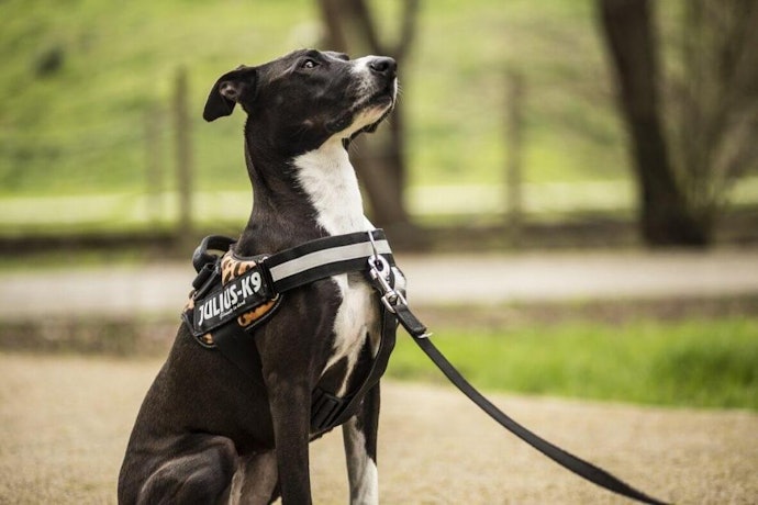 Front-Clip (No-Pull) Harnesses: Better Control for Dogs That Pull