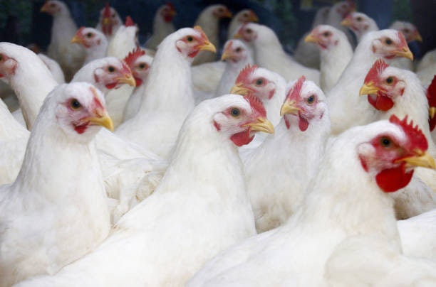 Broiler Feed for Meat Chickens (Post-Starter): Maximizes Weight Gain and Feed Efficiency