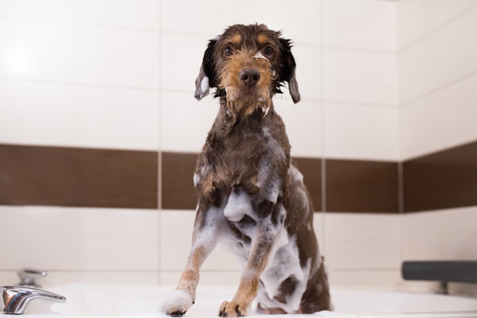 For Quick Relief: Opt for Shampoos, Sprays, and Powders