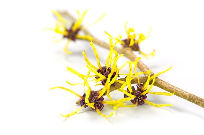Witch Hazel Soothes Redness and Irritation
