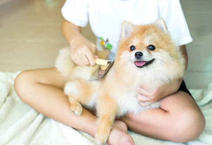 For Long-Haired Breeds, Opt for Dog Colognes With Detangling Properties