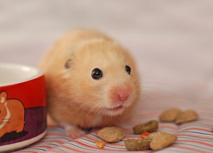 Avoid Sugary or Fatty Seed Mixes That Encourage Selective Eating
