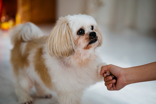 For Senior Dogs: Go for Easily Digestible Food for Joint Support