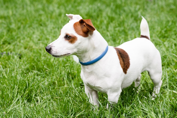 For Active Outdoor Dogs: Go for Anti-Flea and Tick Collars