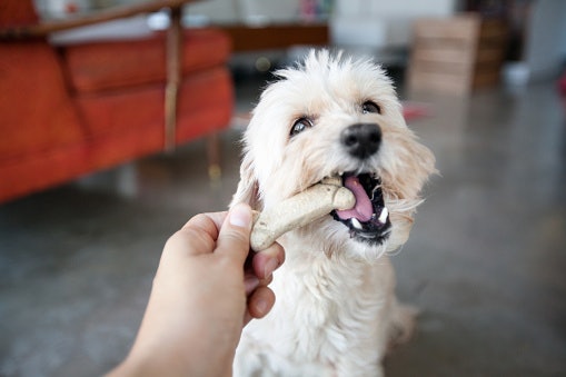 Biscuits: Best for Adult Dogs Who Enjoy a Crunchy Bite and Healthy Chewing
