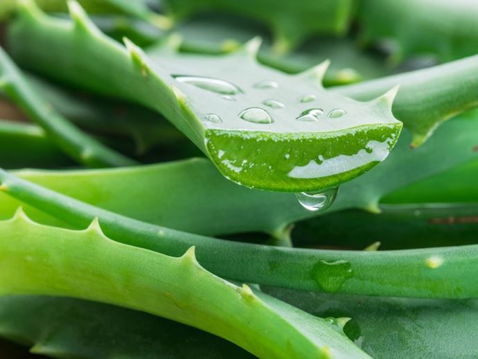 Aloe Vera Helps Reduce Irritation and Soothe the Skin