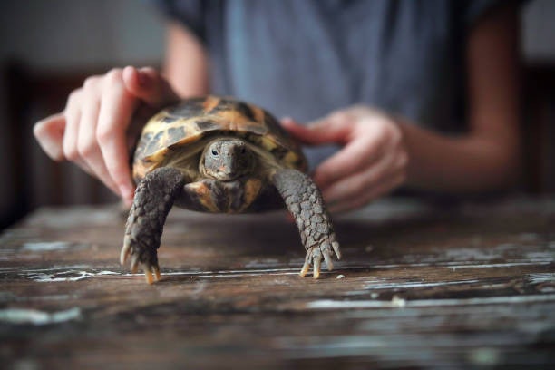 Adjust Adult Turtle Diets to Emphasize More Fiber and Moderate Protein