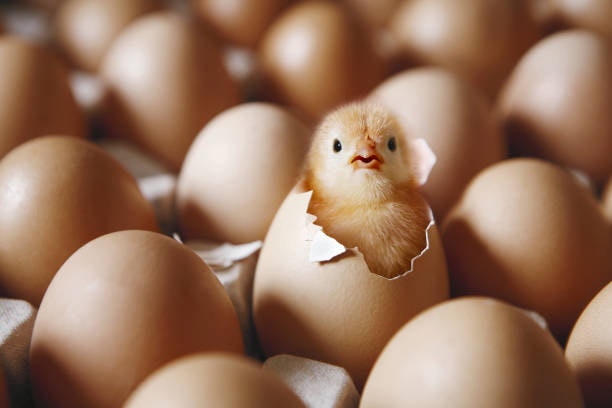 Starter Feed for Chicks (0–6 Weeks): Supports Early Growth and Immunity