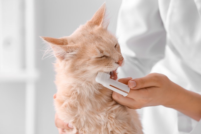For First-Time Users and Sensitive Cats: Go for a Finger Toothbrush