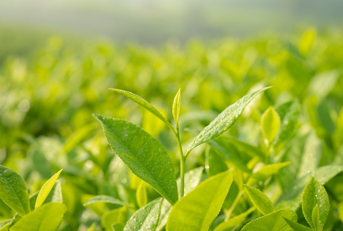 Licorice, Green Tea, Ginseng, Peptides, and Cica to Improve Puffiness