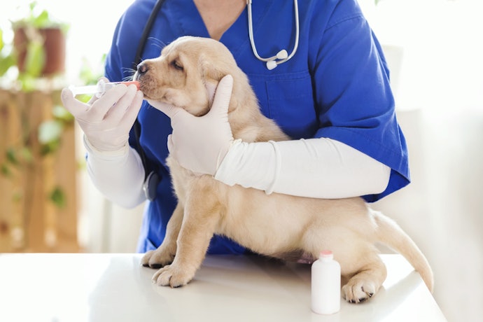 Use Puppy-Specific Formulations for 2–4-Week-Old Puppies