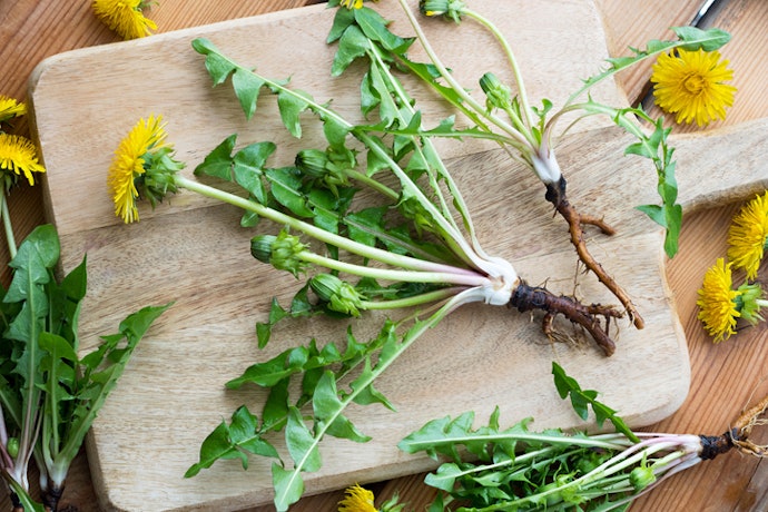 Dandelion Root Supports Digestion and Helps Flush Out Toxins