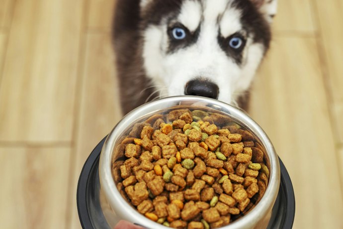 Opt for Dog Food With Essential Vitamins and Minerals for Immunity and Bone Strength
