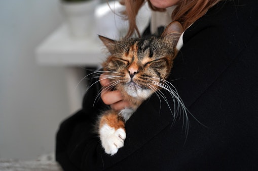 Strengthen Your Cat's Natural Defenses with Vitamin C and Zinc