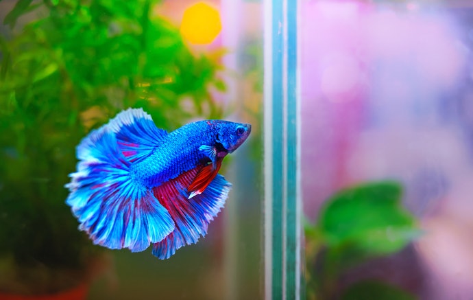 Choose a Betta-Friendly Tank if You Want a Low-Maintenance Setup